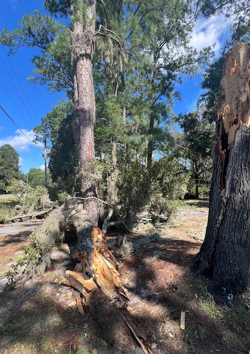 tree removal