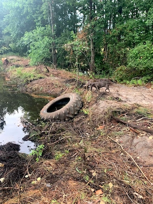 pond clean out